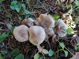 Tricholoma scalpturatum image
