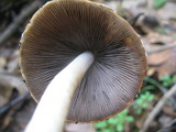 Psathyrella longipes image