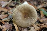 Amanita sect. Vaginatae image