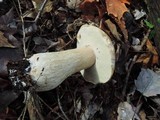 Boletus chippewaensis image