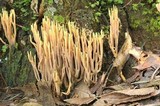 Ramaria stricta image