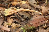 Ramaria stricta image