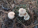 Clitocybe diatreta image