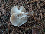 Clitocybe diatreta image