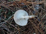 Clitocybe diatreta image