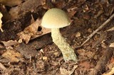 Austroboletus neotropicalis image
