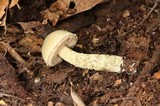Austroboletus neotropicalis image