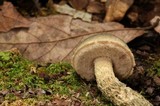 Austroboletus neotropicalis image