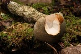 Austroboletus neotropicalis image