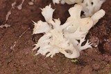 Sebacina sparassoidea image