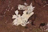 Sebacina sparassoidea image