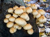Pholiota squarrosoides image