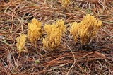 Phaeoclavulina myceliosa image