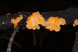 Pithya vulgaris image
