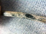 Psilocybe azurescens image