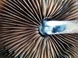 Psilocybe azurescens image