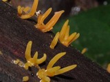 Calocera cornea image