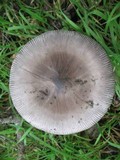 Amanita constricta image