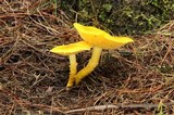 Floccularia luteovirens image
