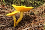 Floccularia luteovirens image