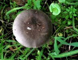 Amanita constricta image