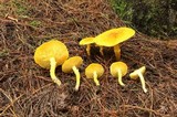Floccularia luteovirens image