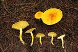 Floccularia luteovirens image