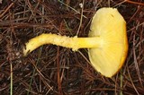 Floccularia luteovirens image