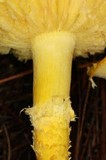 Floccularia luteovirens image