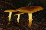 Floccularia luteovirens image