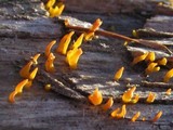 Calocera cornea image