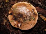 Gomphidius oregonensis image