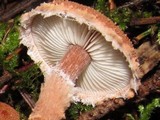 Cystodermella granulosa image