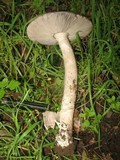 Amanita constricta image