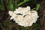 Postia floriformis image