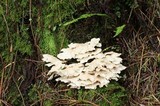 Postia floriformis image