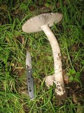 Amanita constricta image