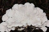 Postia floriformis image