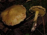 Suillus americanus image