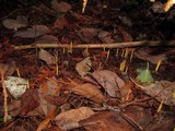 Clavulinopsis laeticolor image
