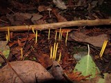 Clavulinopsis laeticolor image