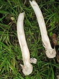 Amanita constricta image