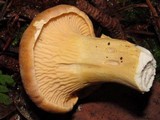 Cantharellus formosus image