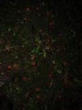Lactarius luculentus var. laetus image