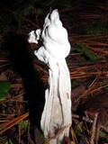 Hypomyces cervinigenus image
