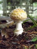 Amanita muscaria var. formosa image