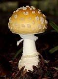 Amanita muscaria var. formosa image