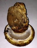 Cortinarius ponderosus image