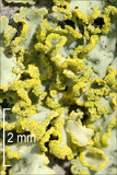 Vulpicida pinastri image