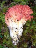 Ramaria araiospora image